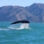 Walvissen spotten in Kaikoura 