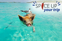 Excursie Bahamas zwemmen met varkens